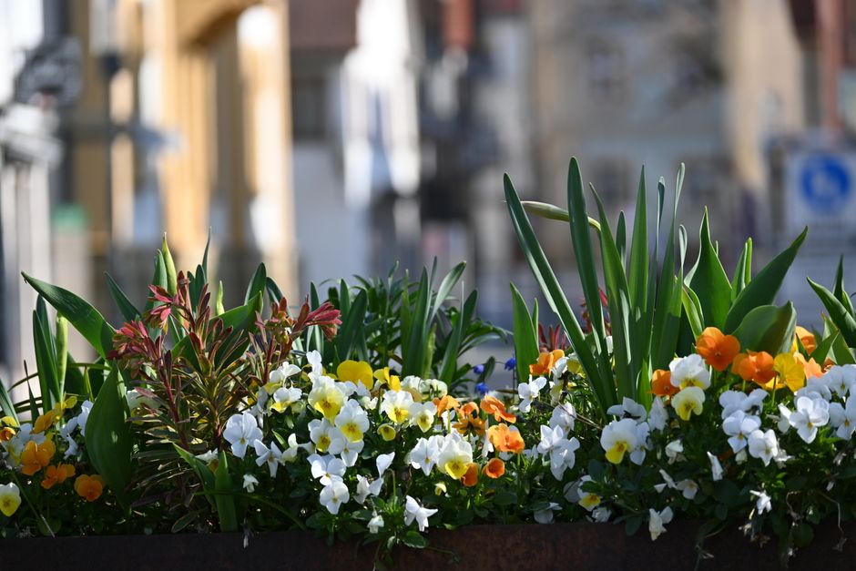 A vibrant flower display in a rectangular outdoor planter containing a mix of white, yellow, and orange flowers, including pansies and other blooming varieties, with tall green leaves and stems adding