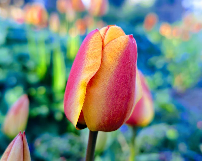 A close-up of a single tulip flower with petals in shades of pink and yellow, exhibiting a smooth and slightly velvety texture. The tulip is held upright, with its green stem partially visible. The ba