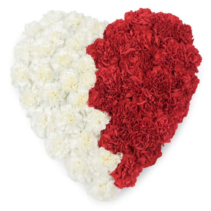 A striking, meticulously constructed heart of carnations captured from directly above, the design split into two clearly defined colour fields. The left half is a serene expanse of creamy-white carnations, their scalloped petals layered tightly to create a soft, almost cushion-like surface. The right half is a bold sweep of deep red carnations, each bloom's crinkled edge contributing to a rich, velvety texture. The two sections meet at a prominent vertical border that is intentionally jagged - a serrated, saw-tooth edge with pronounced triangular points falling down the centre - a form that readily evokes the distinctive serration of Gulf flags, particularly the Qatari emblem for those recognising the pattern. Set on a plain white ground, the heart's colours and shapes are magnified, and the precision of the floral work is evident in the regular placement of each carnation head. Under soft, even lighting the petals throw gentle shadows, revealing depth and the labour of careful arranging. This composition reads as both patriotic and tender: it could be used for national celebrations, diplomatic commemorations, or solemn tributes where national identity and personal affection intersect. From a Hanwell point of view, I can see such a piece being prepared in a studio near the Clock Tower or delivered to a community event at nearby venues; its presence is both ceremonial and intimate. The overall impression is one of deliberate artistry - floral craftsmanship that balances symbolic geometry with the tactile warmth of living blooms.