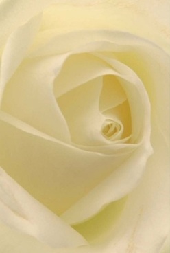 There's a hushed beauty in this close-up of a creamy white rose, the sort you might pass on an early stroll past Hanwell's leafy avenues or near Brent Lodge Park. Petals swirl inward in a seamless spiral, their velvety textures nearly transparent under the gentle, filtered sunlight. The interplay of cream and soft ivory creates a mood of calm, resonating like the quiet before a celebration or a peaceful Hanwell afternoon. Each layer invites a tactile curiosity; you almost wish to run your fingers along their silken surface, tracing the patient craftsmanship so familiar in local floristry. The glow within the bloom suggests hope and renewal, while subtle shadows between folds provide a sense of gentle drama. The fragrance is imagined as barely-there, clean and soothing-an ideal accompaniment for moments of sympathy, heartfelt anniversaries, or as a centrepiece that brings comfort to a loved one's home. The artistry behind this rose reflects Hanwell's own spirit-unassuming yet elegant, rooted in community and the enduring rhythm of life here. In every detail, it radiates the kind of thoughtful intention that makes floral delivery a cherished local service.