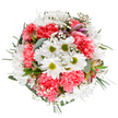 This bouquet captures the gentle vibrance of Hanwell in full bloom-a curated mix of joyful white daisies with luminous chartreuse centers, plush coral-pink carnations layered for texture, and feathery gypsophila woven throughout like clusters of starlight. Eucalyptus leaves add cool, silvery undertones, balancing the warmth of the blossoms and evoking the serenity found in Hanwell's green parks and gardens. Subtle alstroemeria buds, tinged in blush and deep rose, tuck between petals, hinting at new beginnings. The entire arrangement feels light, balanced, and carefully constructed, forming a perfect circle that radiates outward as if reaching toward the morning sun. Available for thoughtful delivery across Hanwell, this bouquet makes a meaningful gift for birthdays, celebrations, or to uplift a friend's spirits after a stroll through Bunny Park. Its inviting palette and soft textures reflect a deep-rooted florist's touch, making it as suitable for bedside tables as for festive gatherings-a tender tribute to life's joyful moments and the welcoming community of Hanwell.
